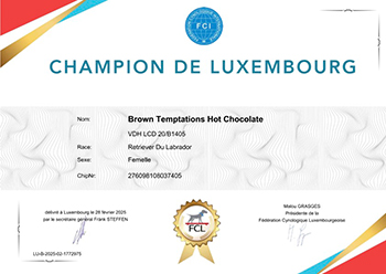 Heidelberg Hills Labradors