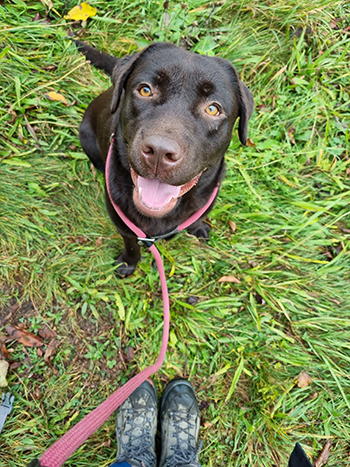Heidelberg Hills Labradors