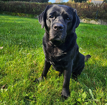 Heidelberg Hills Labradors