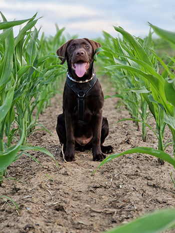 Heidelberg Hills Labradors