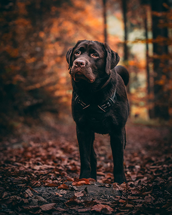 Heidelberg Hills Labradors
