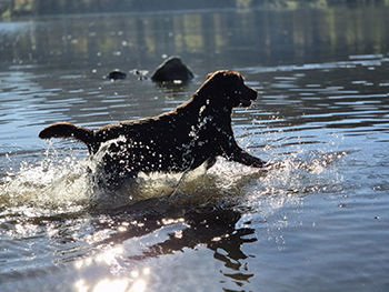 Heidelberg Hills Labradors