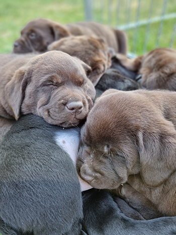 Heidelberg Hills Labradors