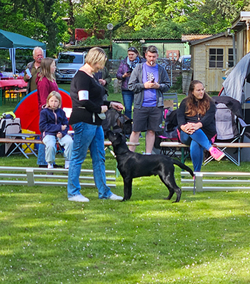 Heidelberg Hills Labradors