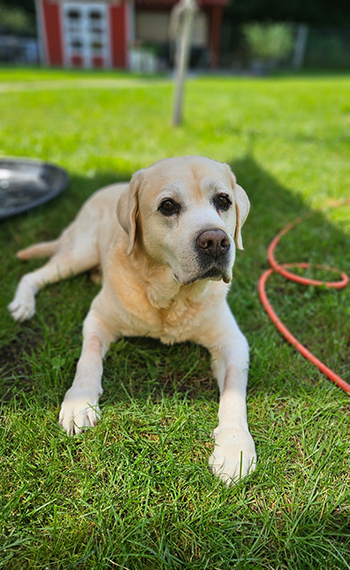 Heidelberg Hills Labradors