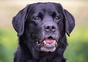 Heidelberg Hills Labradors