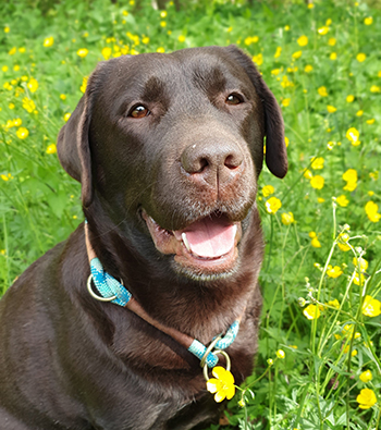 Heidelberg Hills Labradors