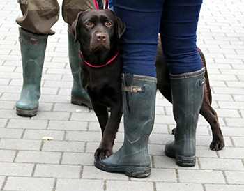 Heidelberg Hills Labradors