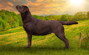 Heidelberg Hills Labradors