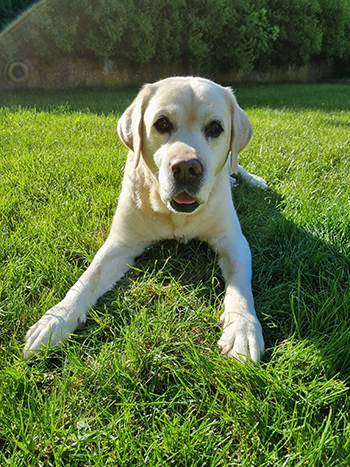 Heidelberg Hills Labradors